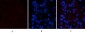 FAS Polyclonal Antibody
